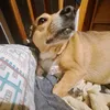 palina_157
