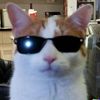 thebiggestcatl0ver