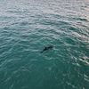 sharkysbeachgirl1348