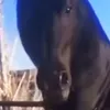 leonelgabi12