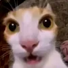 venz_c09