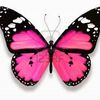 ladybugfly1234