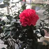 vietanhid89