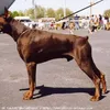 denisruvolo978