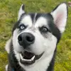 i.love.doggies