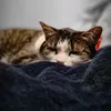 lona_70cheval_