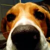 the_locdoc