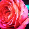 tamim13097