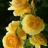 zaramelissa625