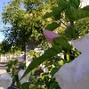 kuko373358