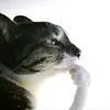 lukka_gogia