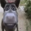 cuecanchaomoneynamao