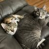 theformalcat