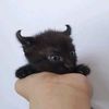 kittenzgoof
