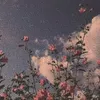 aleatoria_34803_