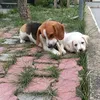 leocucciolobello