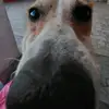 eizavalentina134