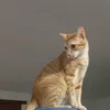gato_glock_mozart