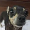estrelinha.lili3