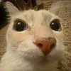 papu_insano_0