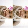 ccippw