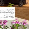 bshra008