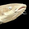 realfish13