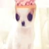 irin_752