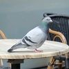 revolverpigeon_