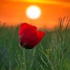 sahire_