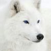 white.wolf688