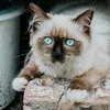 athenatheragdollcat