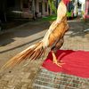 rikiwahyudi779
