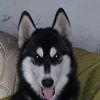 hizar44556