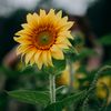 thuylinh8736