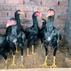 ansarabas248