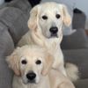 goldenbrothers112253