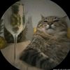 alif_z20