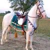 mushtaqofficer1