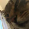 catlover_2203