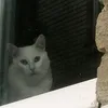 car__wow__rus