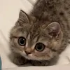 seguo_chi_mi_segue006