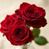alikhansajjad4