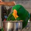2002kiwi