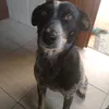 jaozin99jdf
