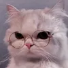 xinloidi7