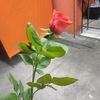 luisamontes348