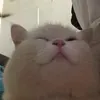 vile_125