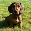 vega_theminidachshund