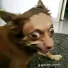 balorniegaming